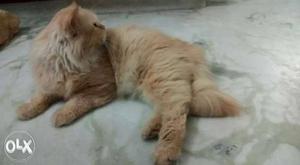 1.6yr old Persian cat