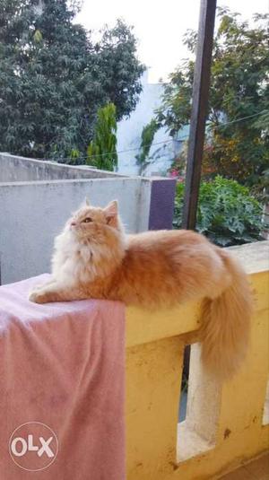 10 months old pure Persian cat male. Very Active.