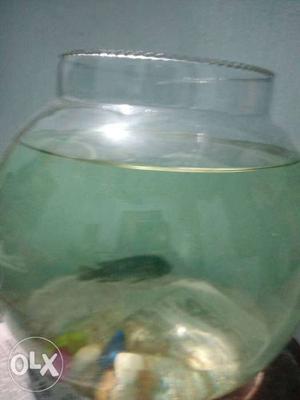 10litre water containing bowl with one blue