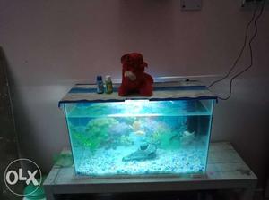 2.5 feet fish tank with 5 fishes and all its