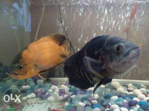 2 Oscar fish selling 1 par  rupess