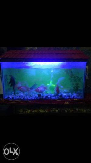 2 feet fish Tank in good condition