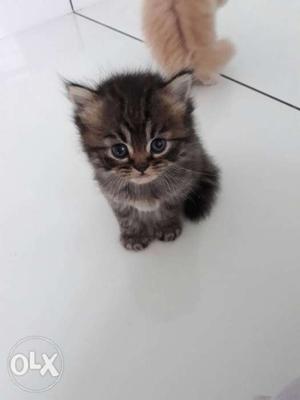 2 months kitten