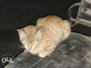 2 months old kitten Ginger color