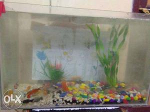 2 no.s fish tank,motor,stone,filter& 20,fish,s