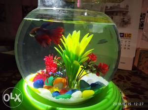 2 week old fish bowl in new condition