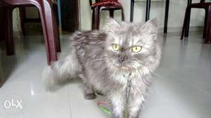 2 years old male Persian. cat for sale