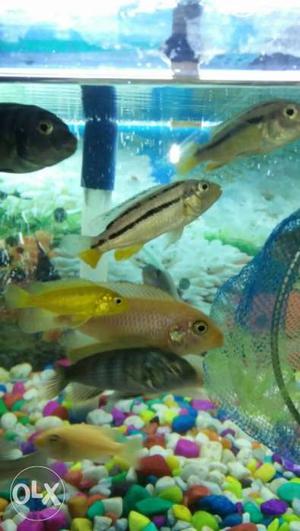 25pcs mixed cichlids. mixed size. take all for