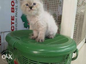 2mnth kitten available pls call 8O97I78O55 for