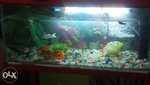 3 Ft Aquarium Fish Strong Stand For Sale Call