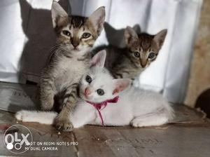3 kittens for sale. Rs.50 per kitten only.
