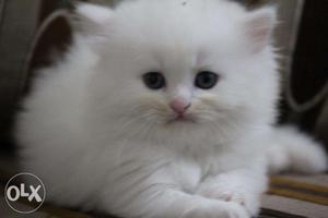 3 months old white Persian kitten for sale