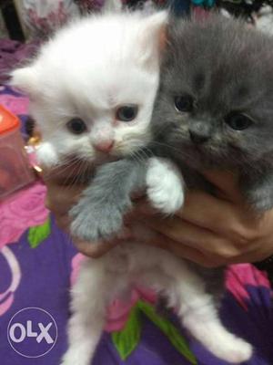 35 days persian kittens