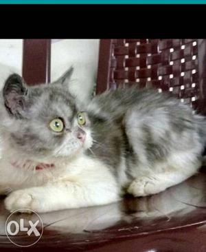 5 months male and female Persian cats for sale.