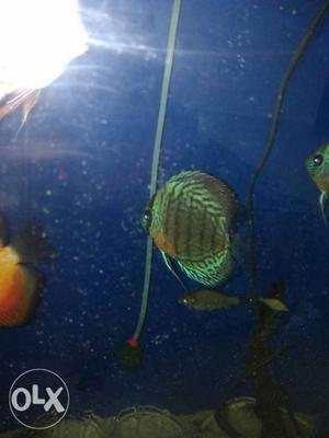5 pieses red turquoise discus for sale about 4 to