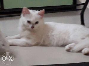 6kitten 3white and 3grey 2.5 month high quality persian cats