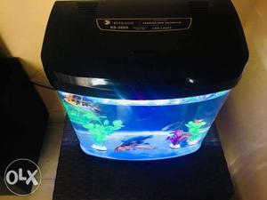 8 Gourami Fishes and 18 Ltr. Aquarium with Filter and LED