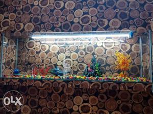 8 feet long aquariam