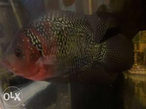 9.9 6inch egg laying female for sale