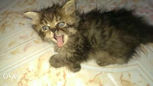 A Persian cat 45 day's old female. Tabby