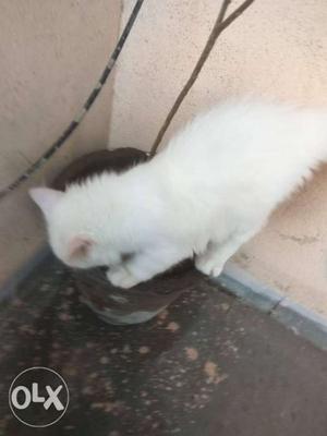 A genuine Persian kitten for sale. Pure white