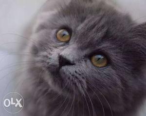 A lovely Grey colored Persian cat that looks