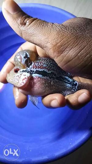 AAA Monster kok imported flowerhorn