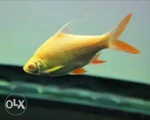 Albino Tinfoil Barb 5inc, 8 fishes for sale price