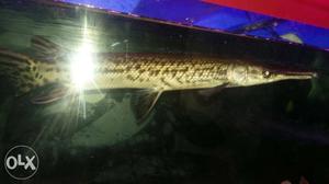 Aligator gar fish for sale. cnct