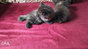 All colour Persian cat available original breed