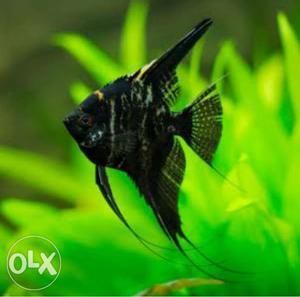 Angel fish very good health. 2 pair medium size