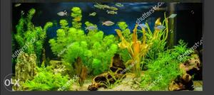 Aquvarium live plants available