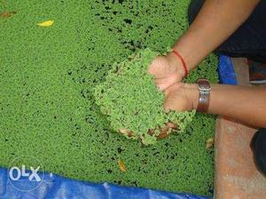 Azolla is used as a feed for dairy and poultry