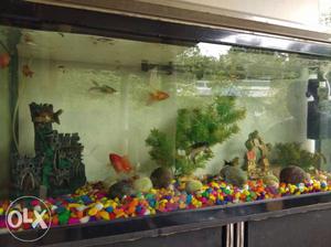 BOYU Fish tank