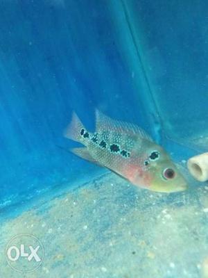 Baby Flowerhorn Fish Full Active.