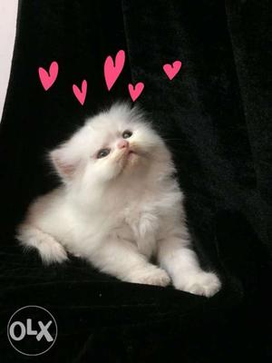 Beautiful Persian Kittens Cats For Sell. Trust