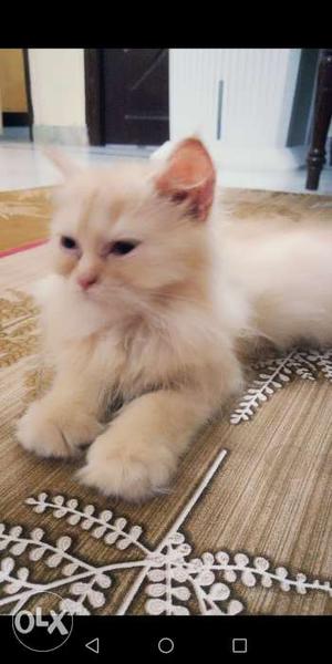 Beautiful & active (2months old) pure persian