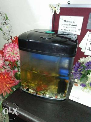 Best quality Aquarium with one pair of fishes