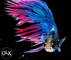 Beta fighter fish for sale 2 pics