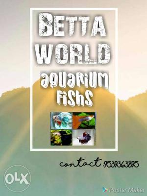 Betta World Aquarium Fishs With Text Overlay