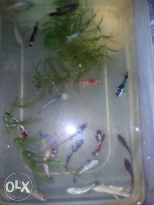 Betta fish female all verity. price started Rs:35