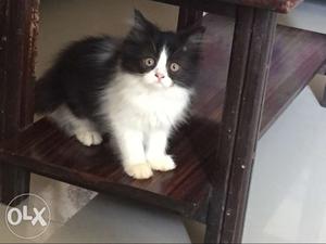 Bicolour persian kitten for sale