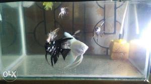Big angle fishes for breeding