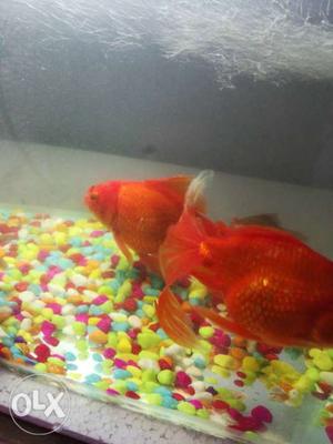 Big size blood red gold fish