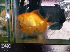 Big size gold fish urgent want 2 sell 150 rs per
