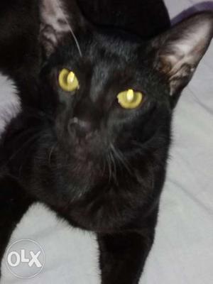 Black Cat, 3 month old.