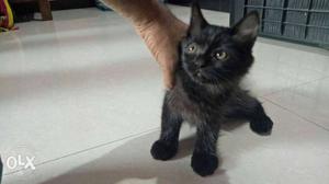 Black kitty for sale price negotiable call and pm