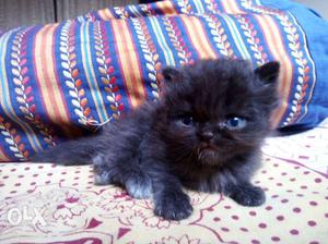 Black persian cat of 46 days