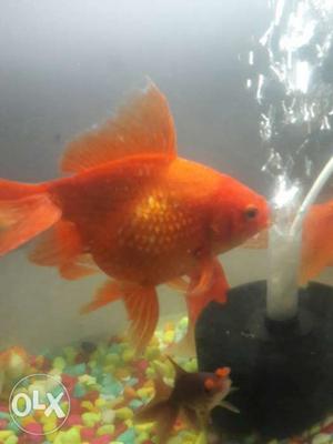 Blood red big size gold fish