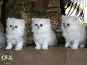 Blue Eyes Persian Kitten's For Sell Trust Kennel